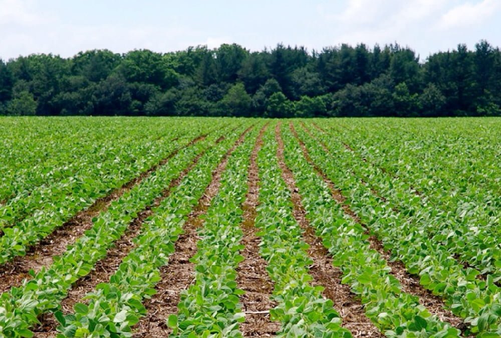 Seleção de local de teste para cultivo de soja mais resiliente: otimizando a produtividade em diferentes ambientes.